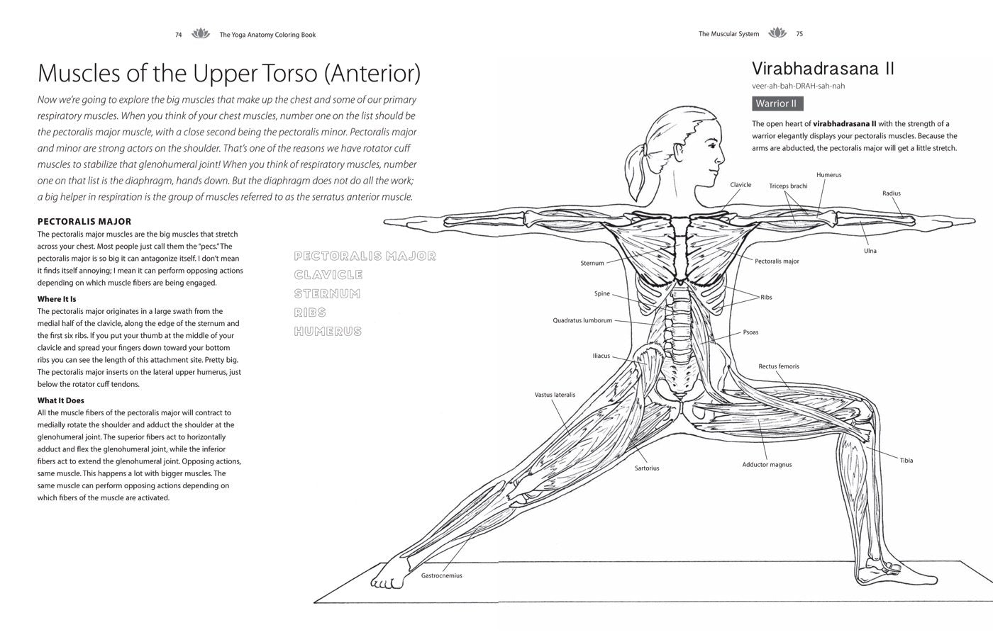 Yoga Anatomy Coloring Book: A Visual Guide to Form, Function, and Movement - An Educational Anatomy Coloring Book for Medical Students, Yoga Enthusiasts, Teachers & Adults (Volume 1)